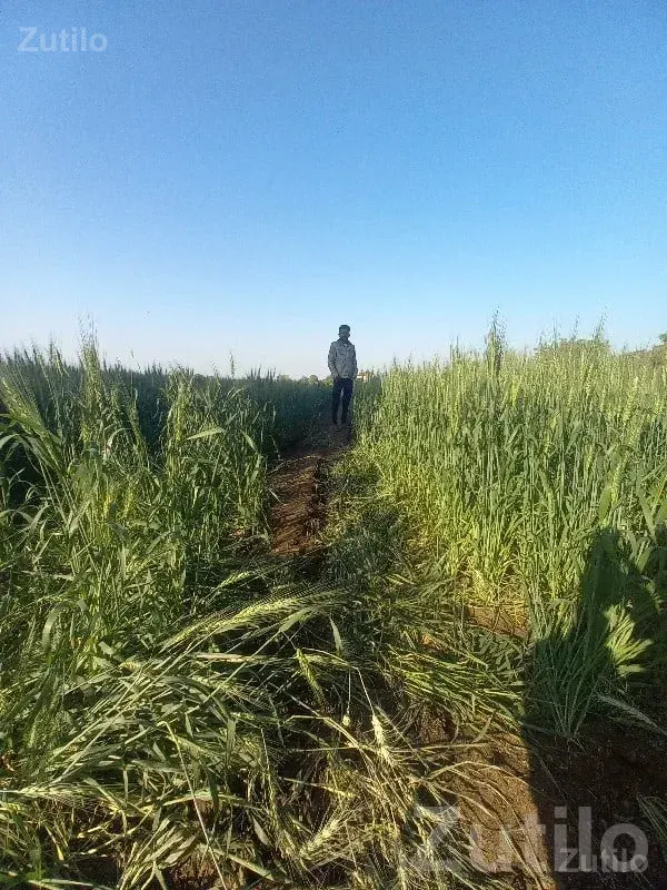 Fertile Agricultural Land in Jamjodhpur - જમીન અને પ્લોટ - જામજોધપુર - Image 3