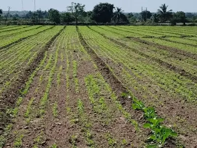 Corner Agricultural Plot for Sale in Bhanvad