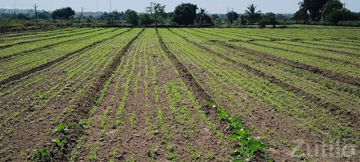 Corner Agricultural Plot for Sale in Bhanvad - Land & Plots - Bhanvad - Image 1