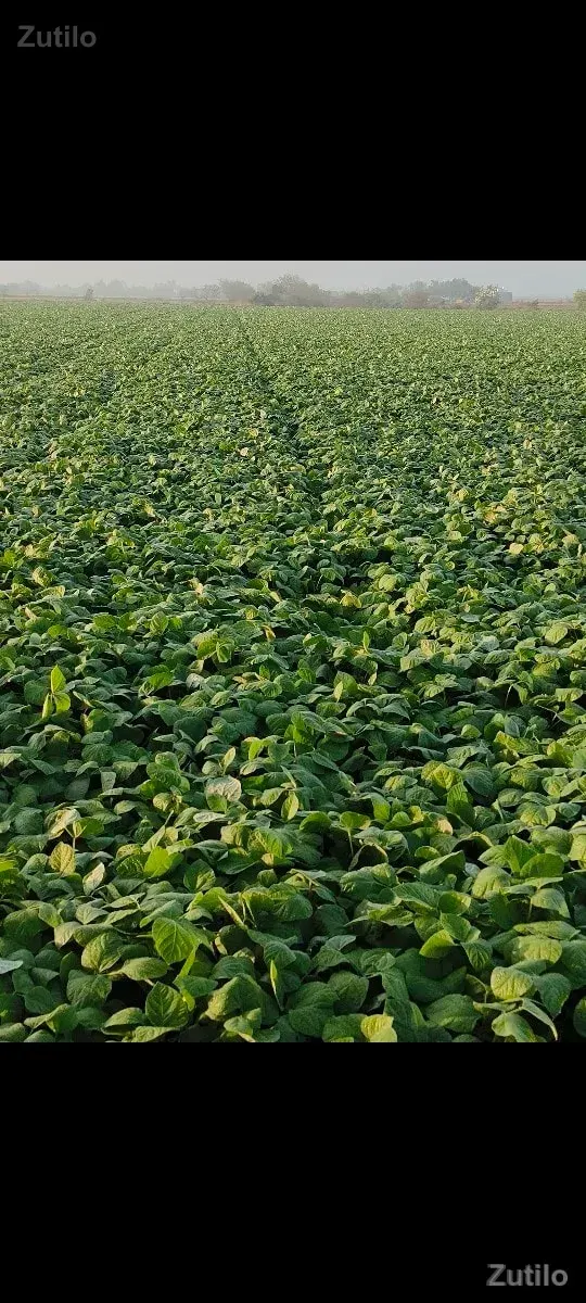 જમીન - Land & Plots - Dwarka - Image 3