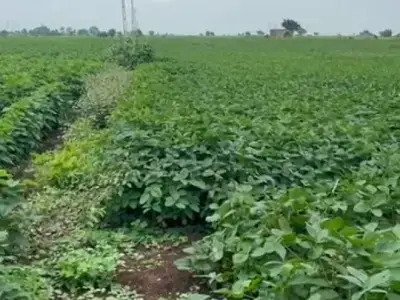 Fertile Agricultural Land in Lathi