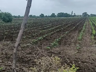 Fertile Agricultural Land in Rajkot Fertile Agricultural Land in Rajkot