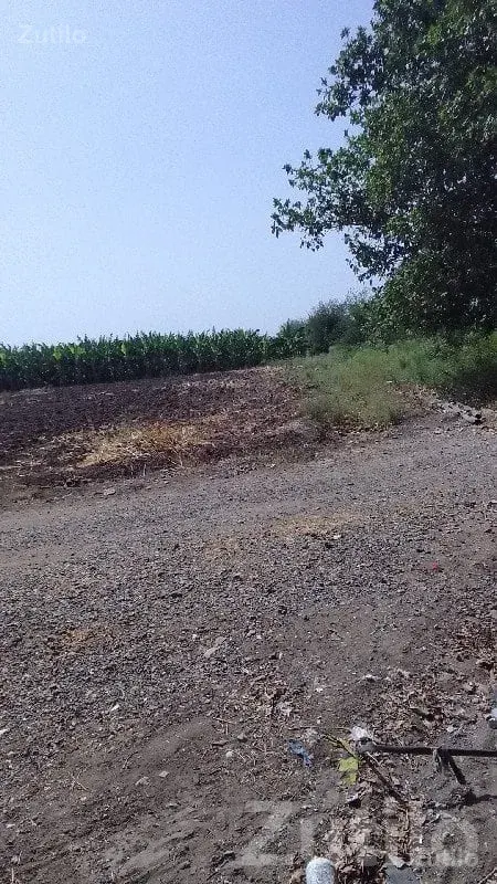 Fertile Agricultural Land for Sale - જમીન અને પ્લોટ - જામજોધપુર - Image 2