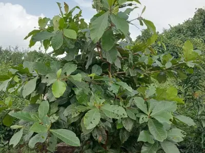 જમીન વેચવાની છે જમીન વેચવાની છે