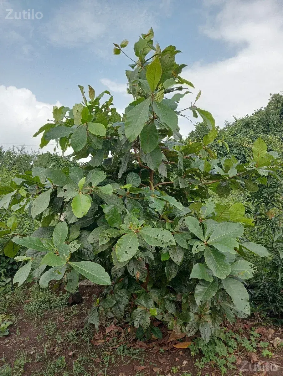 જમીન વેચવાની છે - જમીન અને પ્લોટ - ઊના - Image 1