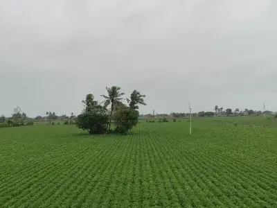 15 vigha 15 vigha