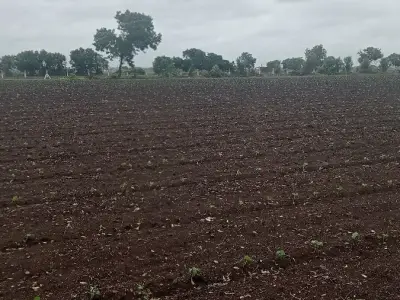 Fertile Agricultural Land for Sale Rajkot Fertile Agricultural Land for Sale Rajkot