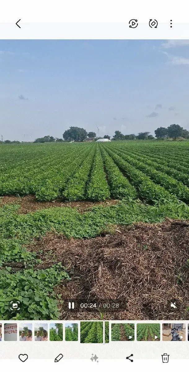 Highway Touch Fertile Farm Land Plot - Land & Plots - Khambhalia - Image 2
