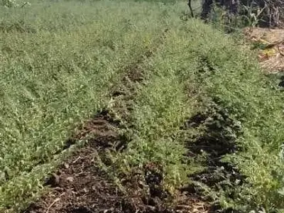Agricultural Land with Green Gram Crop Agricultural Land with Green Gram Crop