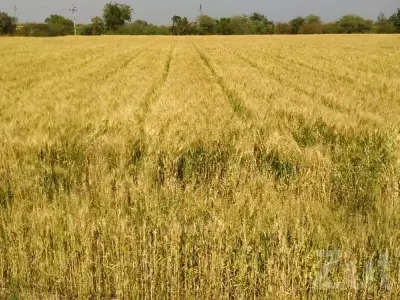 Fertile Agriculture Land for Sale