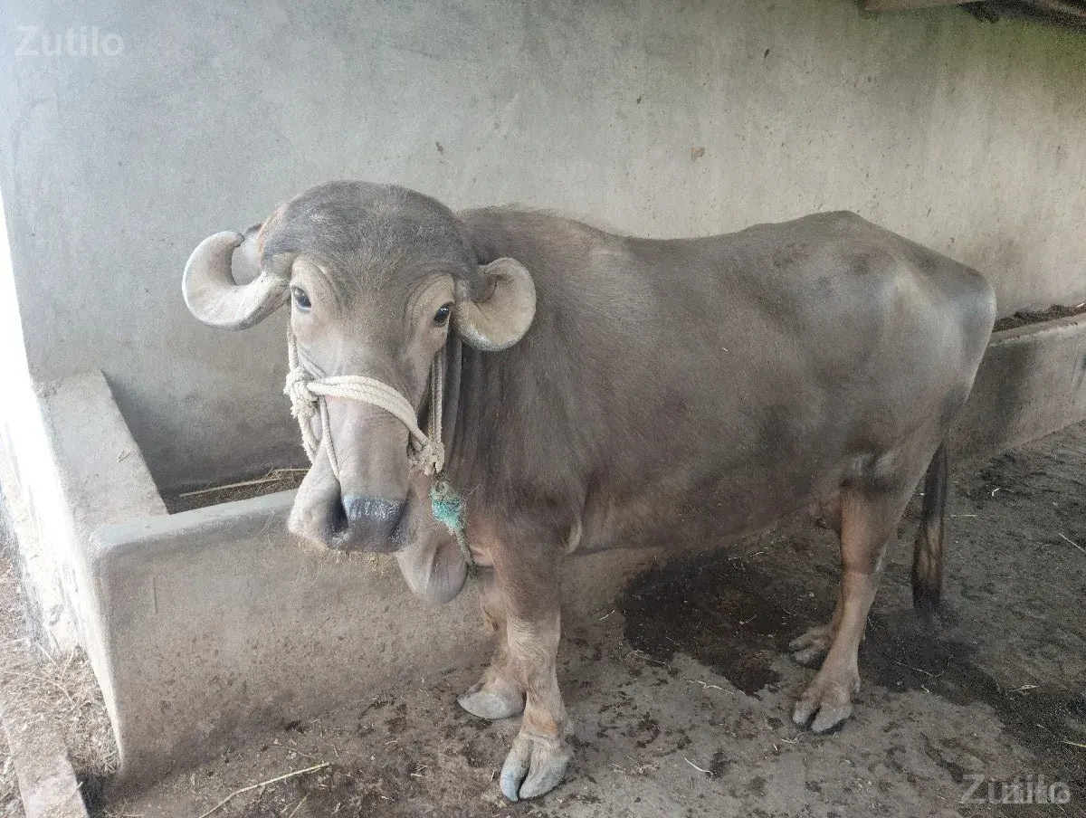 bhuri bhesh vesva ni se
ઠાલી છે - Cars - Bhanvad - Image 3