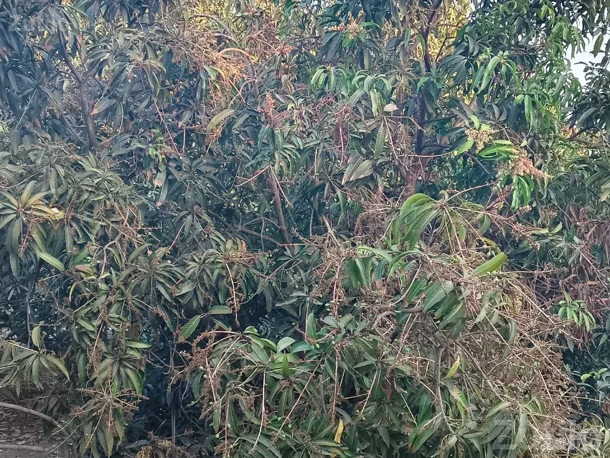 Mango Orchard Lease 15 Vigha, 250 Trees - Land & Plots - Bantwa - Image 3
