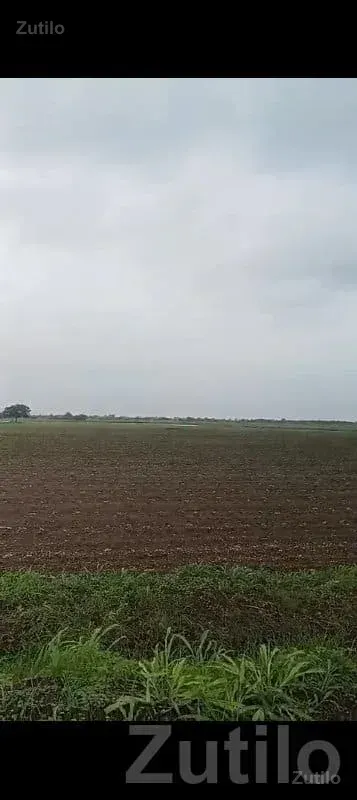Road Touch Agriculture Land Savarkundla - જમીન અને પ્લોટ - સાવરકુંડલા - Image 2