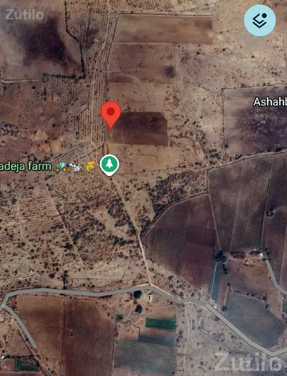 12.5 Bigha Open Land for Sale, Motirafudad - જમીન અને પ્લોટ - લાલપુર - Image 2