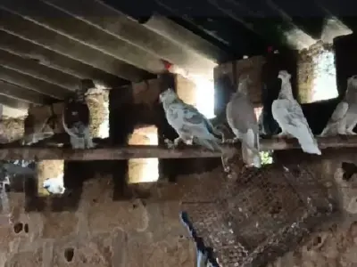 Pigeons and Hen with Cabin for Sale Pigeons and Hen with Cabin for Sale