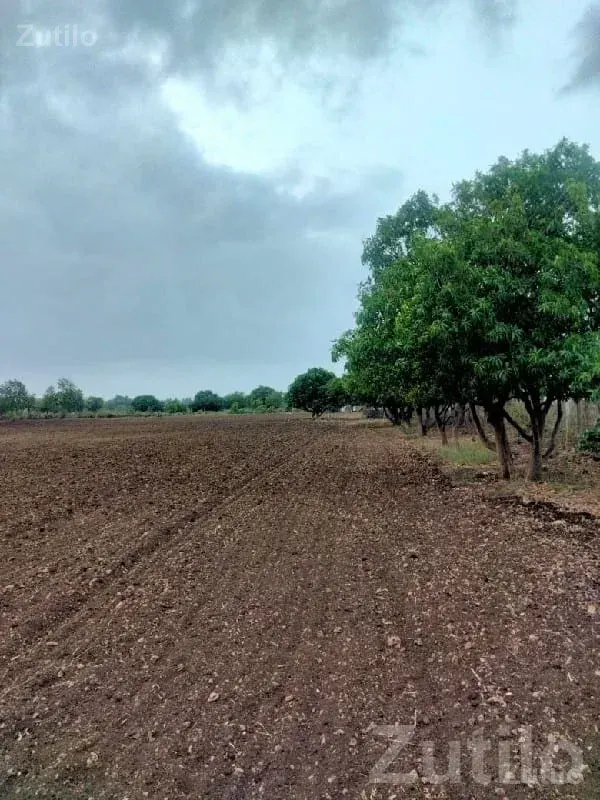 Fertile Agricultural Land in Lilva Gir - Land & Plots - Mendarda - Image 1