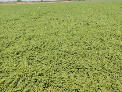 30 Vigha Farmland Plot for Sale Langad
