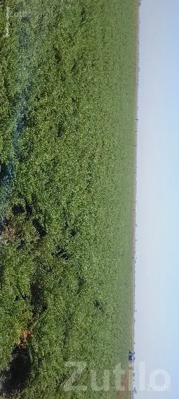 Fertile Green Agricultural Land Mangrol - Land & Plots - Mangrol - Image 3