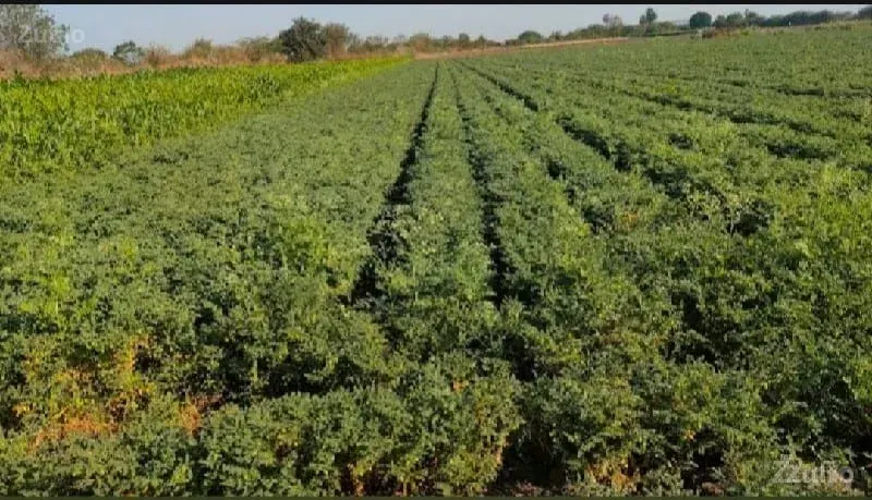 જમીન વેચવાના છે 6.74 વીઘા - Land & Plots - Jamkandorna - Image 2