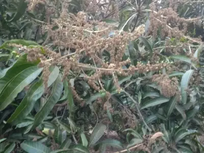 Kesar Mango Orchard Lease in Talala Kesar Mango Orchard Lease in Talala