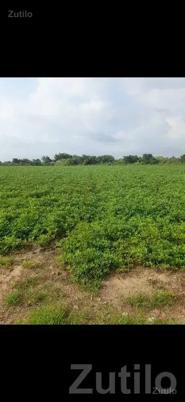 Fertile Green Agricultural Land Plot - Land & Plots - Kalyanpur - Image 2