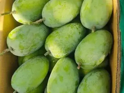 Talala Farm Kesar Mango Orchard Plot Talala Farm Kesar Mango Orchard Plot