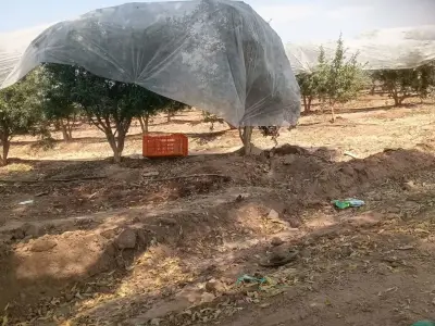 Orchard Land with Tree Net Cover