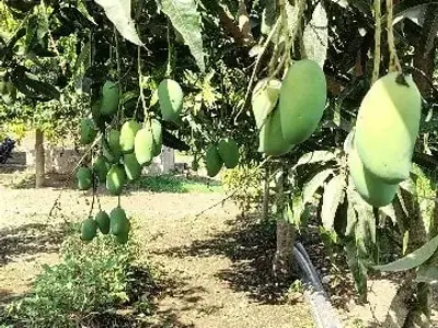 Mango Orchard Farm Land on Commission Mango Orchard Farm Land on Commission