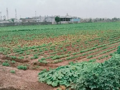 Fertile Agricultural Land in Jamjodhpur Fertile Agricultural Land in Jamjodhpur