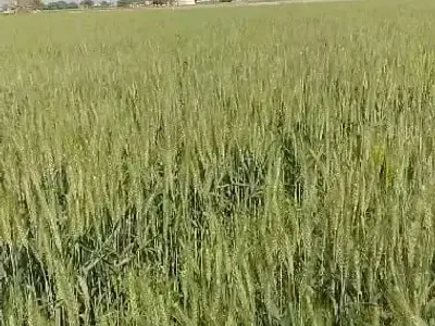 જમીન વેચવાની છે 17 વિઘા જમીન વેચવાની છે 17 વિઘા
