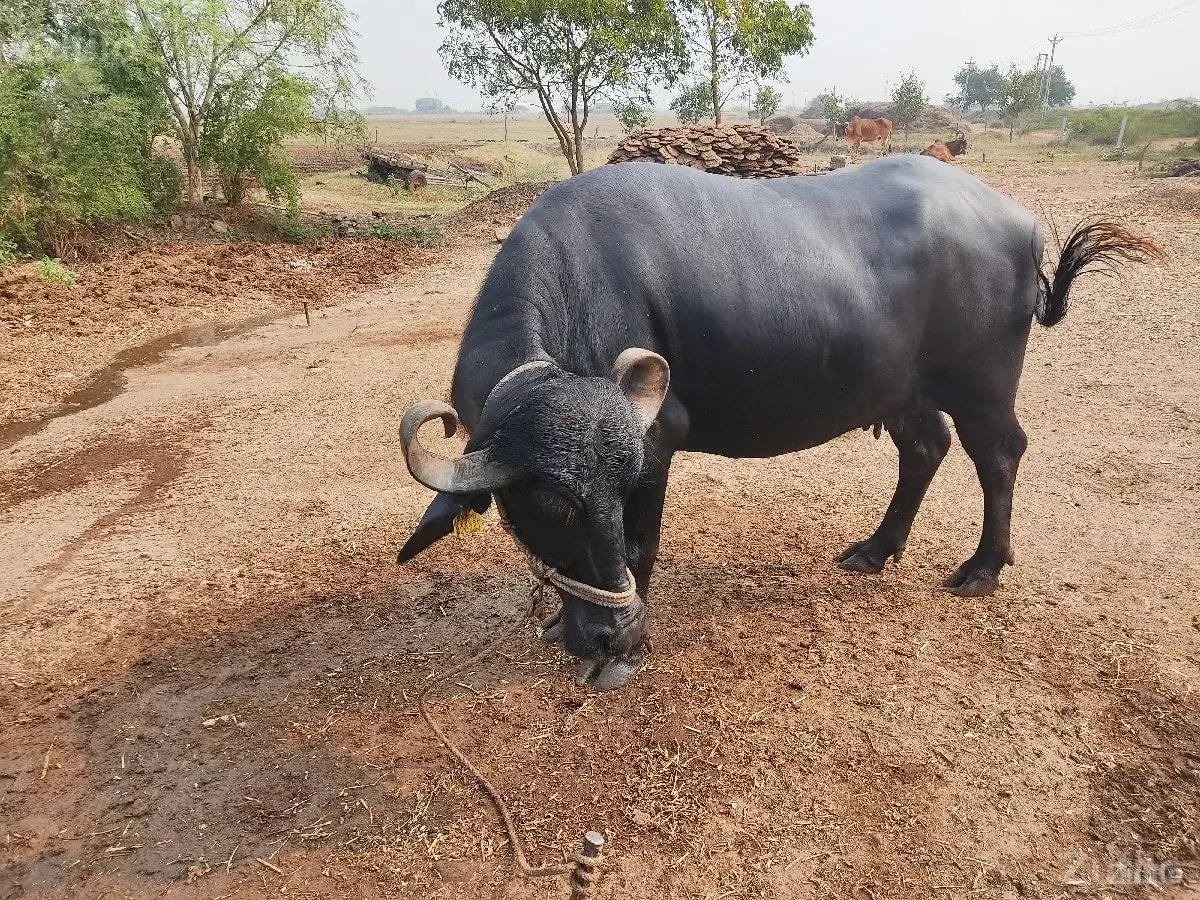Bhesh. na sata ma alto hale - કાર - દ્વારકા - Image 3