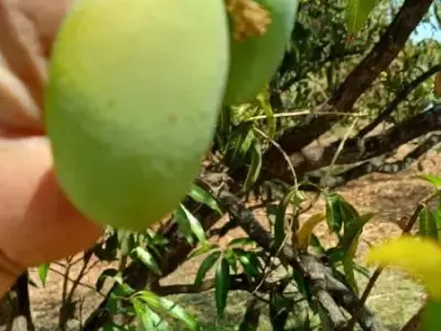 Fertile Mango Orchard Land for Sale Fertile Mango Orchard Land for Sale