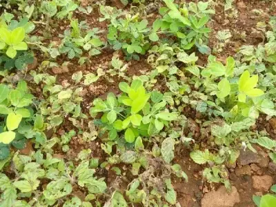 Fertile Agricultural Land in Kalyanpur Fertile Agricultural Land in Kalyanpur