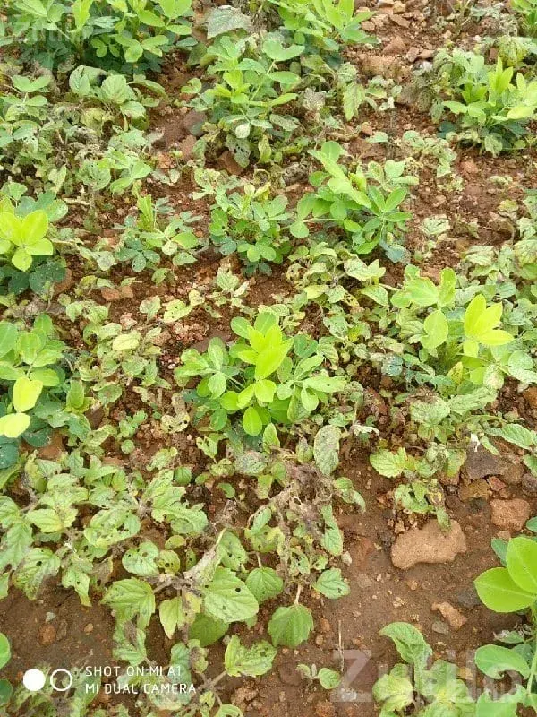 Fertile Agricultural Land in Kalyanpur - Land & Plots - Kalyanpur - Image 1
