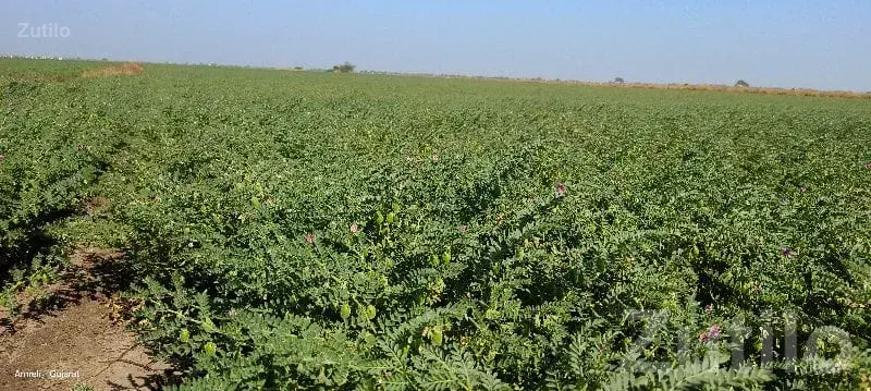 Fertile Agricultural Land in Mangrol - Land & Plots - Mangrol - Image 3