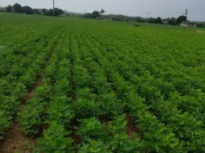 Fertile Green Farmland Plot for Sale Fertile Green Farmland Plot for Sale