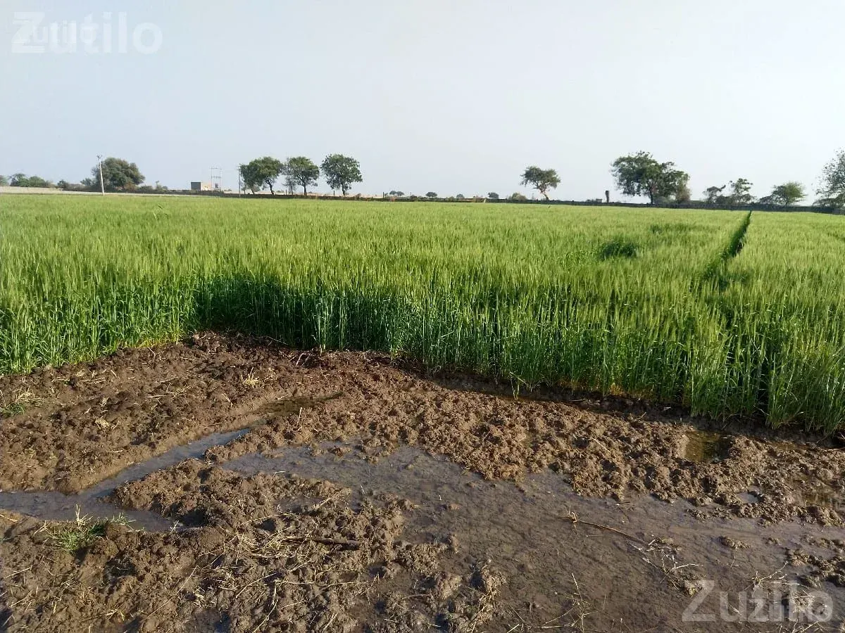 7.5 Vigha Agricultural Land with Bore Water - Land & Plots - Ranavav - Image 2