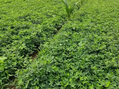 Talala 8 Bigha Fertile Farm Land Sale Talala 8 Bigha Fertile Farm Land Sale