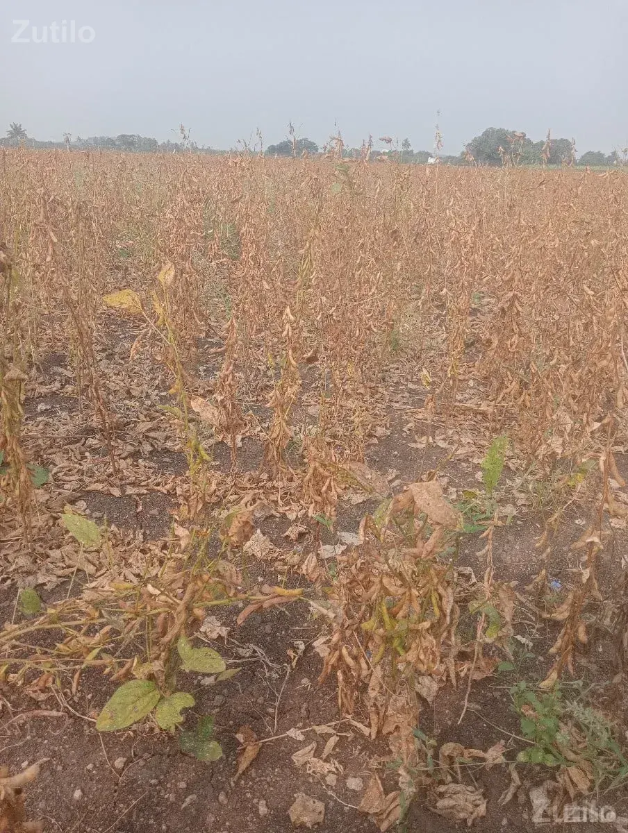 જે કોઈ ને જમીન લેવી હોય તે મને - Land & Plots - Mendarda - Image 2