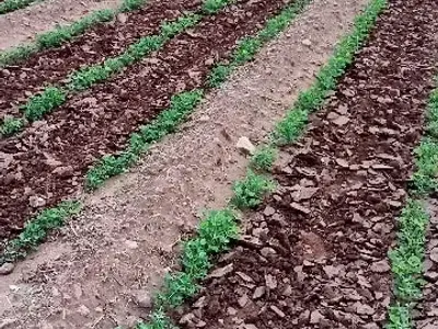 Fertile Agriculture Land for Sale Fertile Agriculture Land for Sale