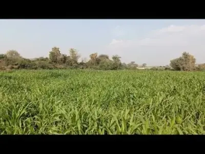 50 Guntha Agricultural Land for Sale 50 Guntha Agricultural Land for Sale