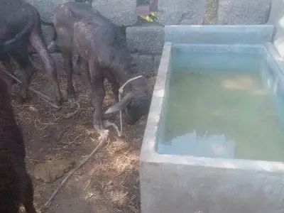 પાડી વેચવાની છે પાડી વેચવાની છે