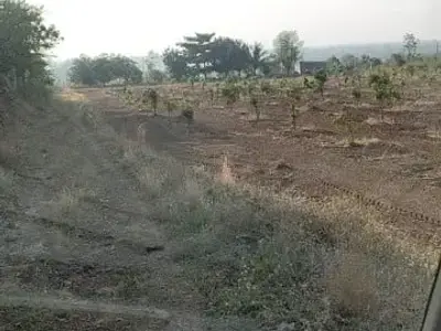 Mango Orchard Agriculture Plot in Keshod Mango Orchard Agriculture Plot in Keshod