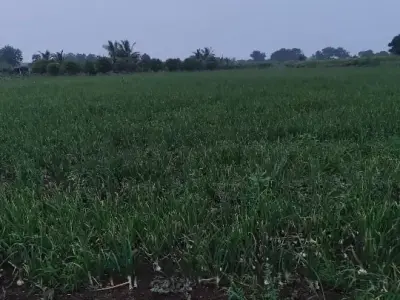 30 વીઘા જમીન વેચવાની છે. 30 વીઘા જમીન વેચવાની છે.