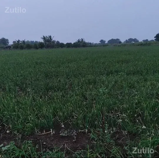 30 વીઘા જમીન વેચવાની છે. - Land & Plots - Somnath - Image 1