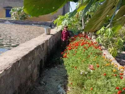 vachava ni che vachava ni che